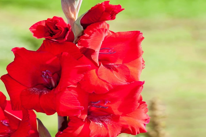 attractive red gladiolus flower 